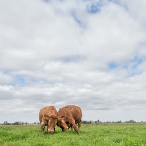 met dank aan Gert v/d Bosch voor de prachtige foto